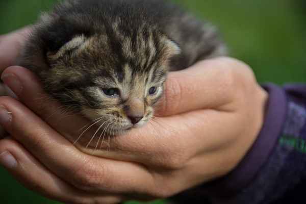 Neugieres Katzenbaby