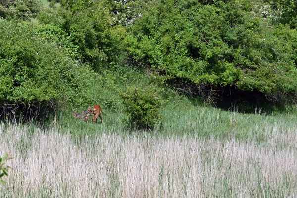Rehmutter mit 2 Kitzen-Erlebnis in Honis