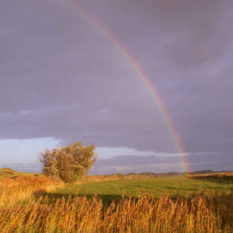 Regenbogen