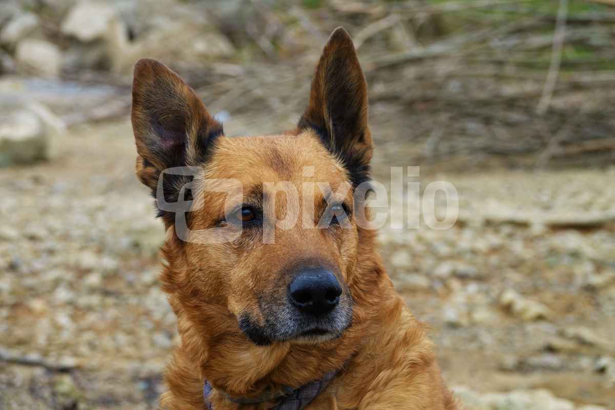 Mein Marley