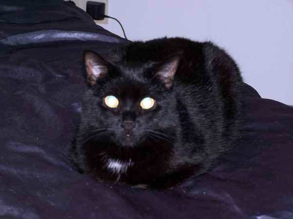 Satinkatze