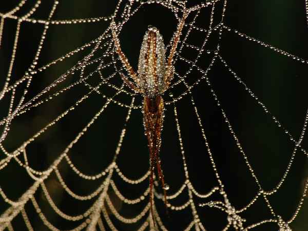 Diamantene Spinne