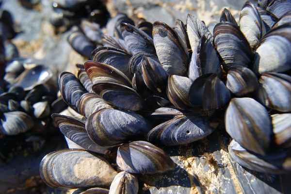 miesmuscheln (2)