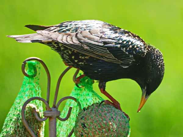 ein neuer sänger im garten
