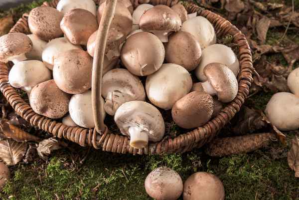 Korb mit frischen Pilzen