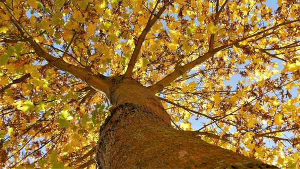 Bunt sind scchon...