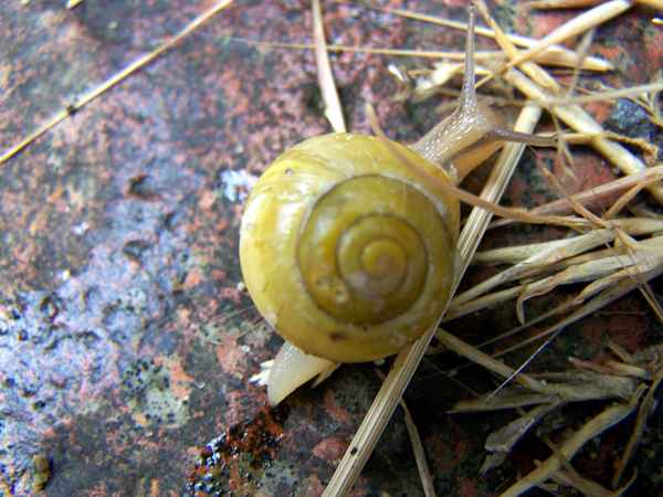 Schnecki mit Schleimspur