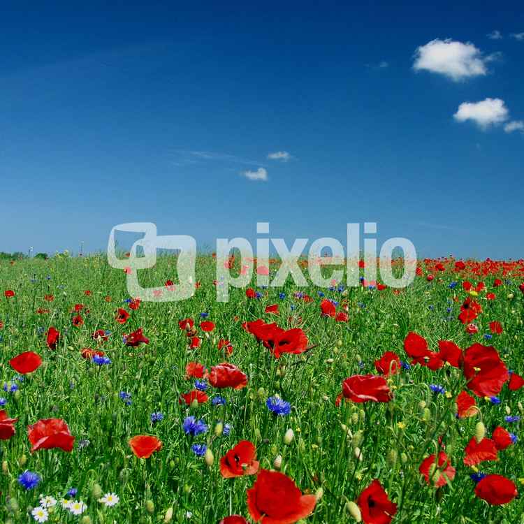 Sommerwiese