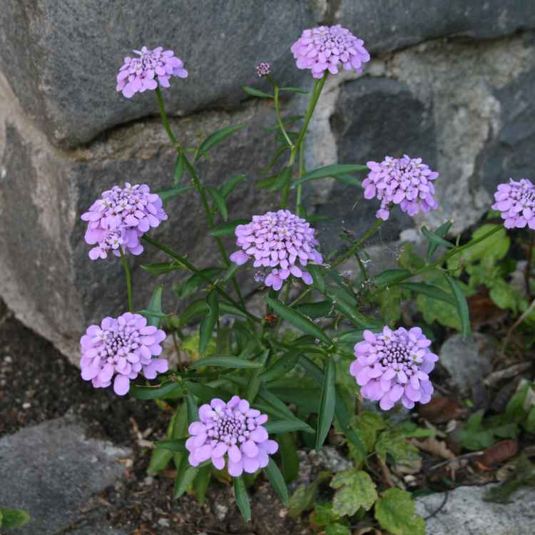 im Garten