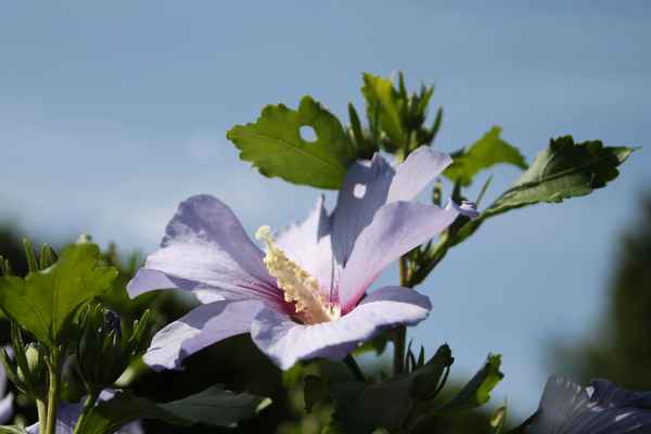 Hibiskus am Wegesrand 02