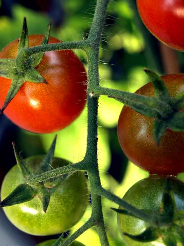 Strauchtomaten