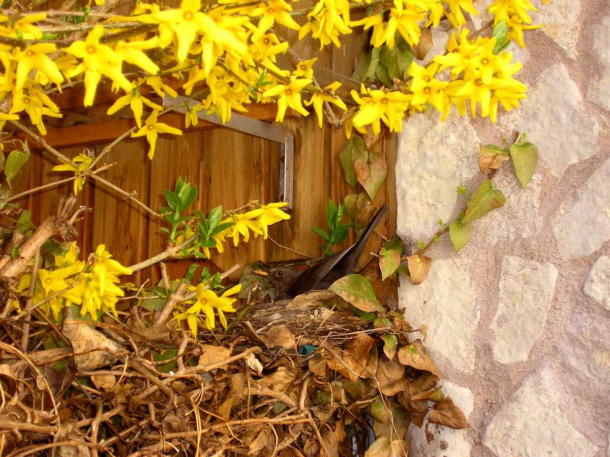 die Amselmutter ist wachsam