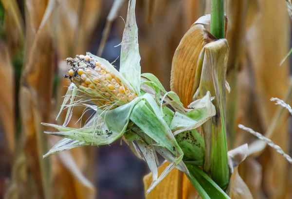 Erst vertrocknet, -dann verfault. Sommer 2018