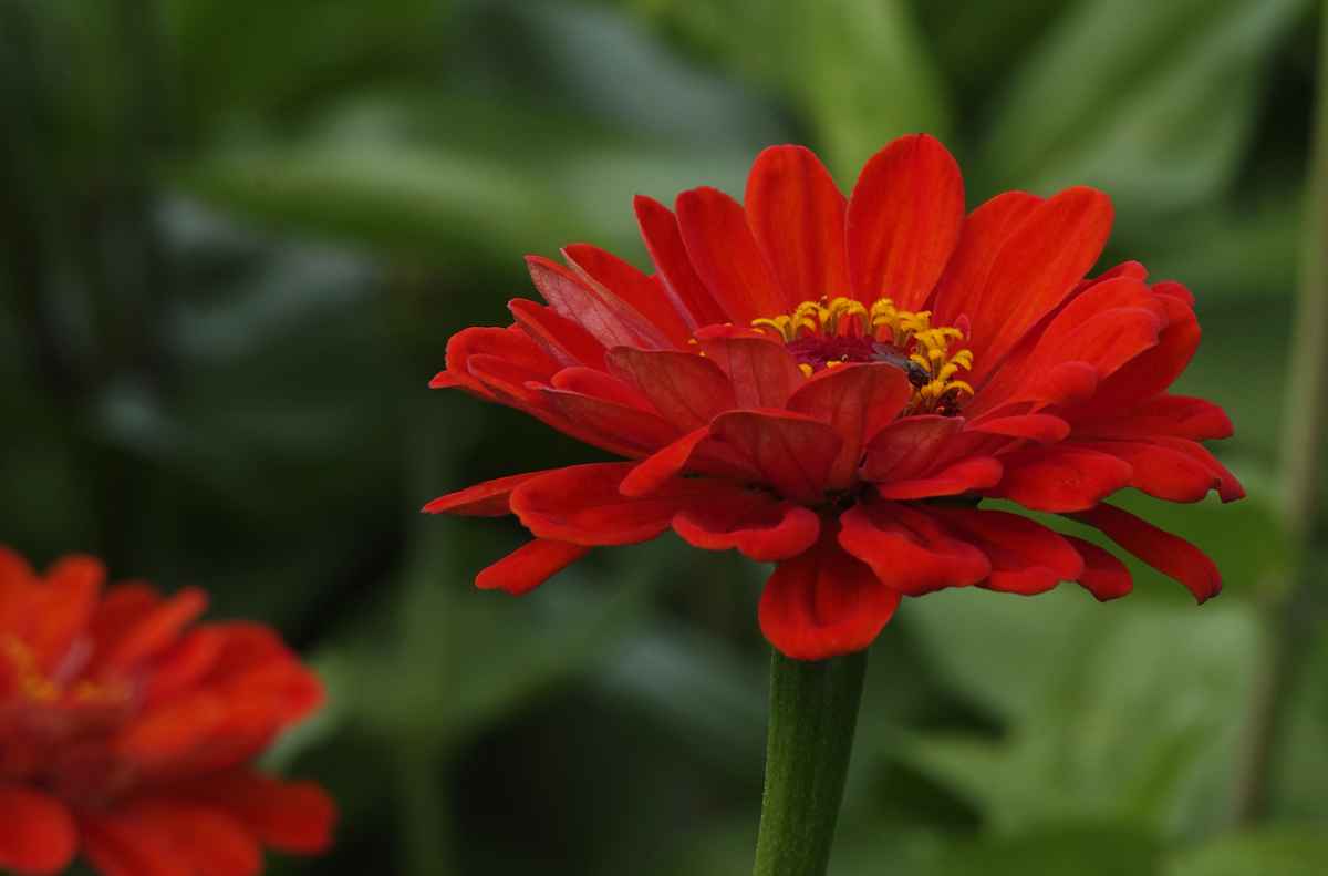 Zinnien 1