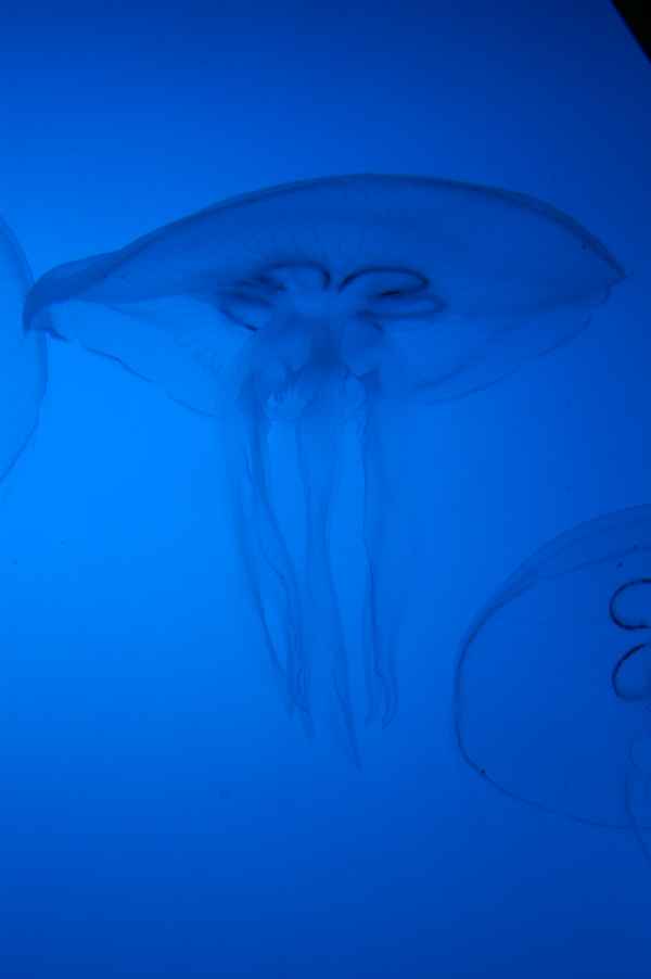 Qualle im Polarmeer
