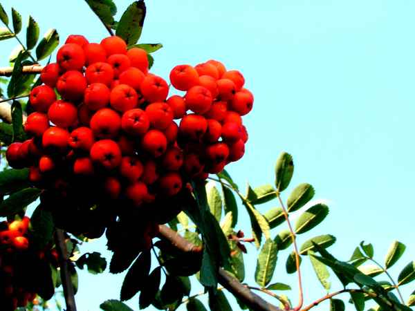 Vogelbeeren