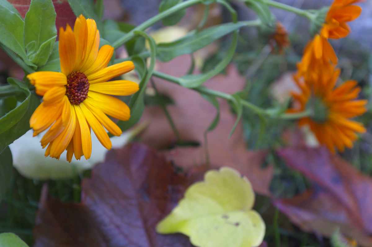 letzte Blume vor dem Winter