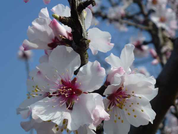 Weiße Mandelblüten