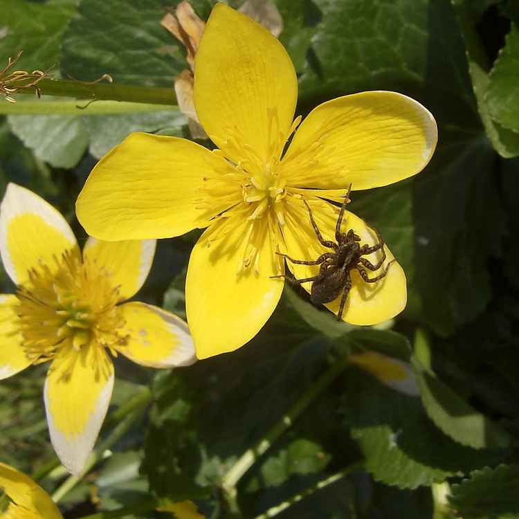 Spinne auf Sumpfdotterblume