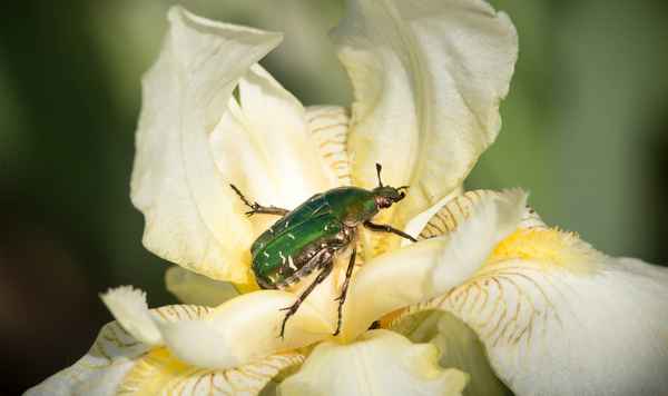 fliegende Edelsteine