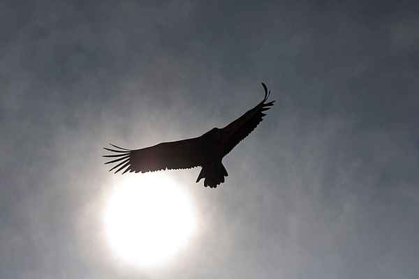 Nur fliegen ist schöner...