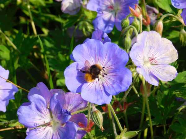 Hummel mit Storchschnabel