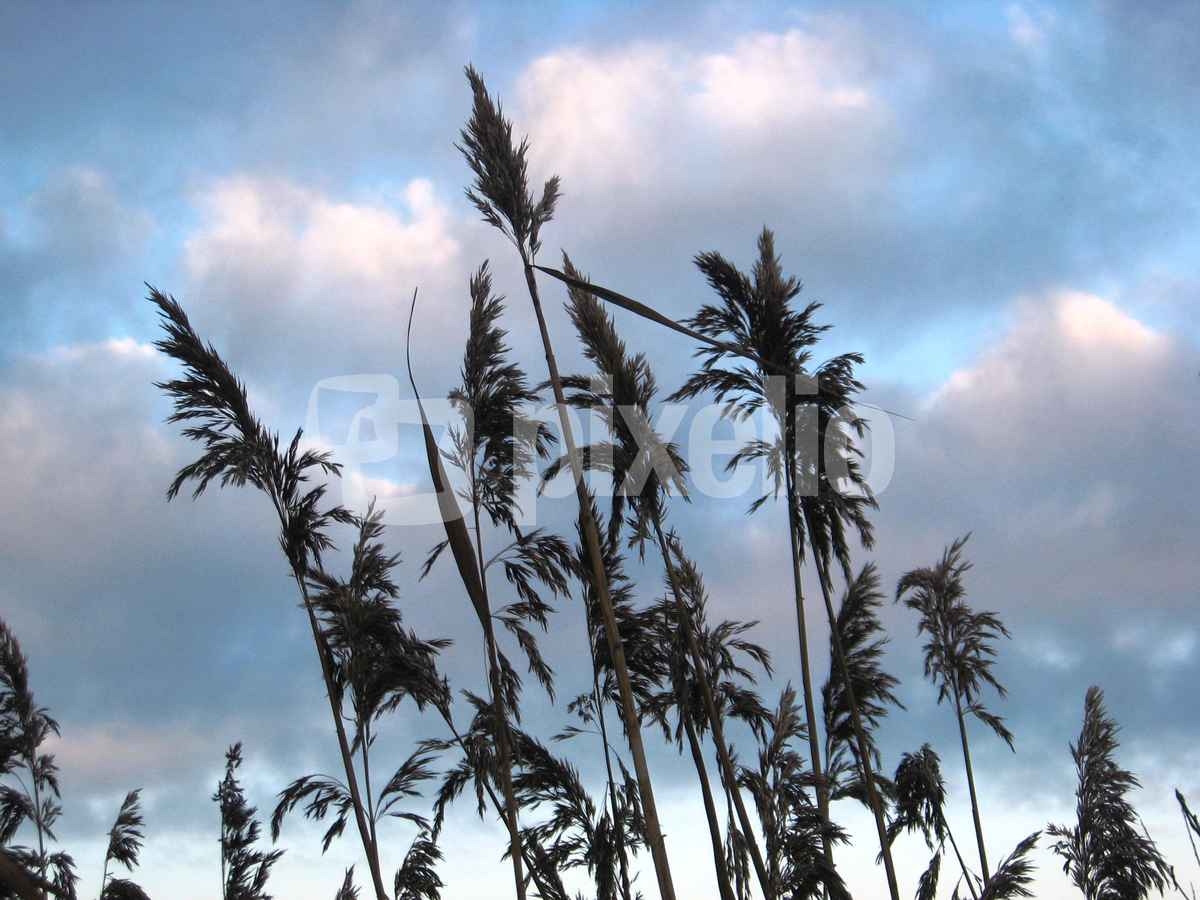 In den Himmel wachsen