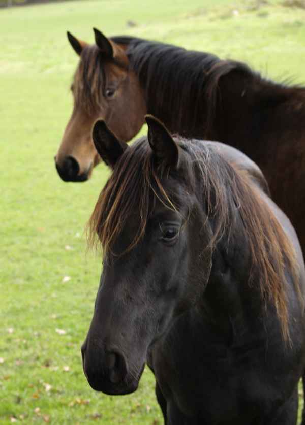 doppelportrait