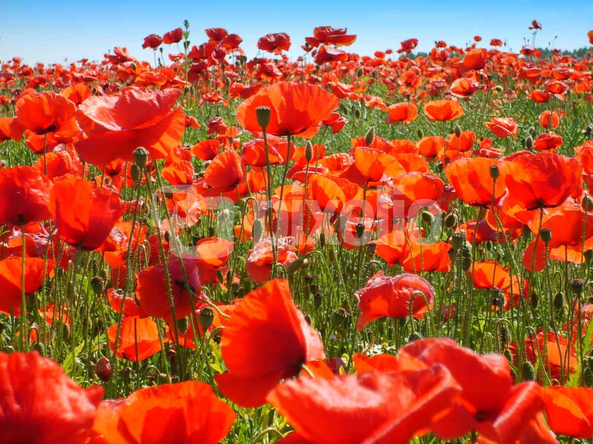Mohnblumen