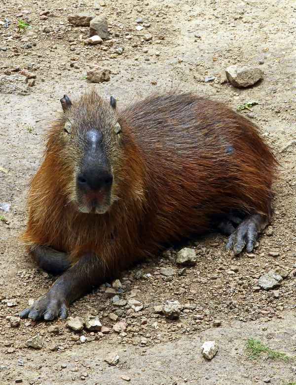 Das Capybara aus Uruguay