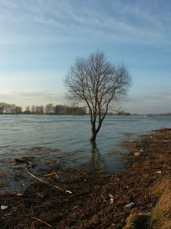  Hochwasserbaum