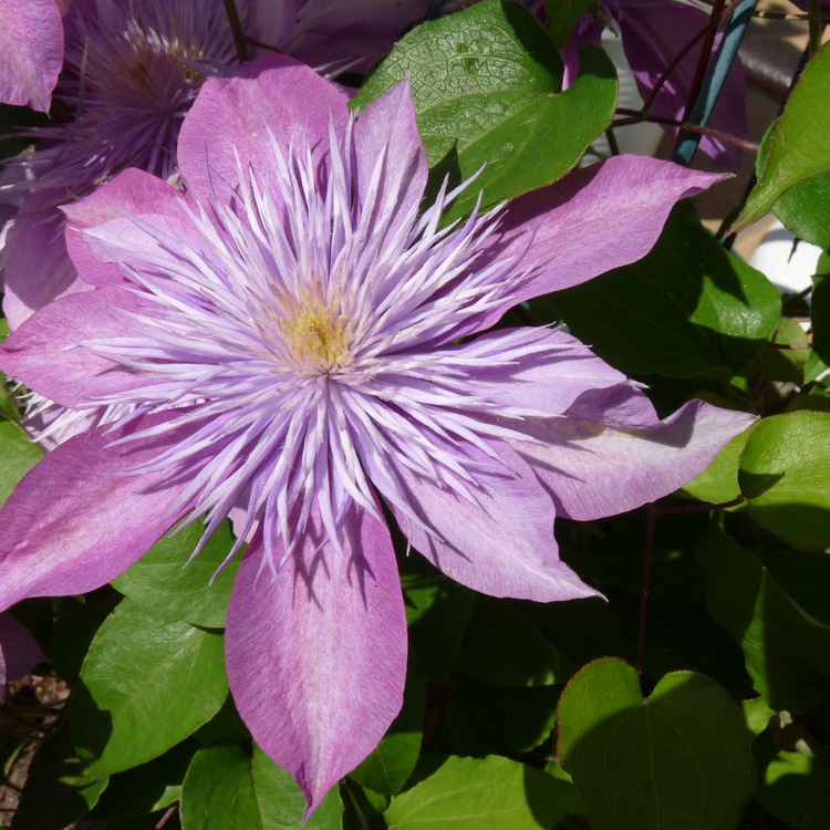violette  Schönheit