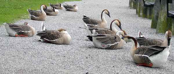 Diessen/Ammersee (Siesta)