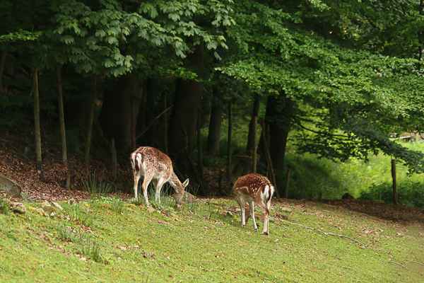 Rehe am Waldrand