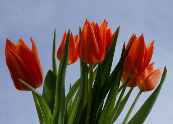 Ostertulpen