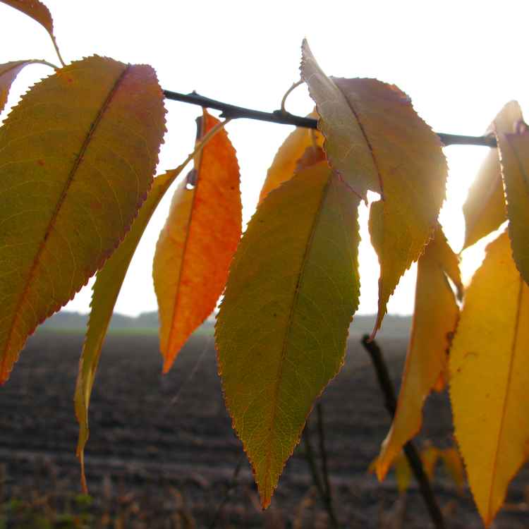 Herbstblätter - slbo.de