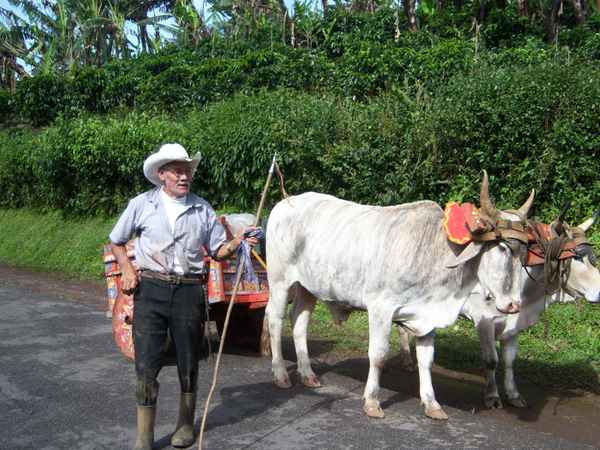 Ochsenkarren in Costa Rica