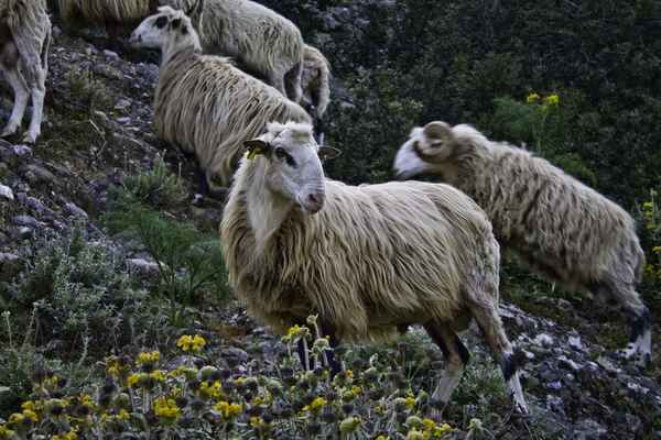 Bergschafe auf Kreta