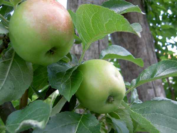 Bio-Apfel