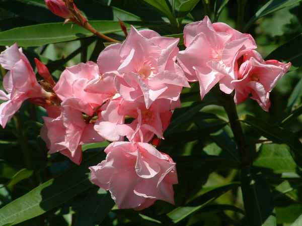 Oleander