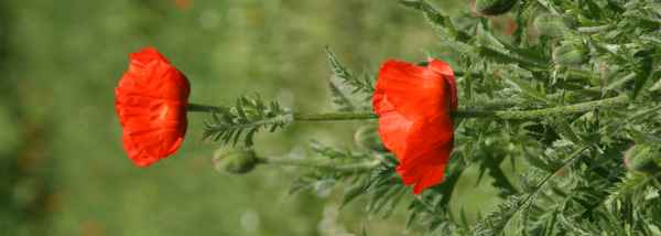 Mohn