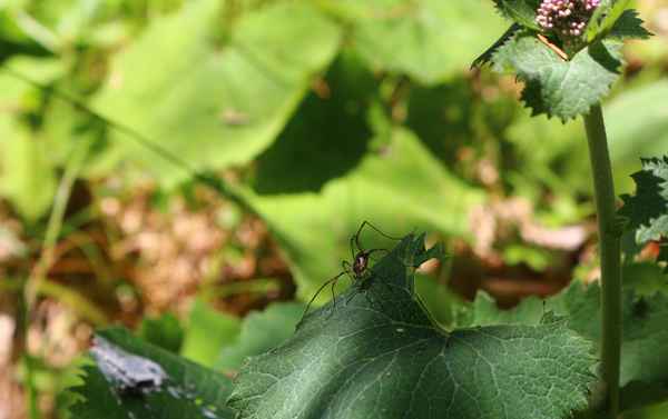 Wald.Spinne