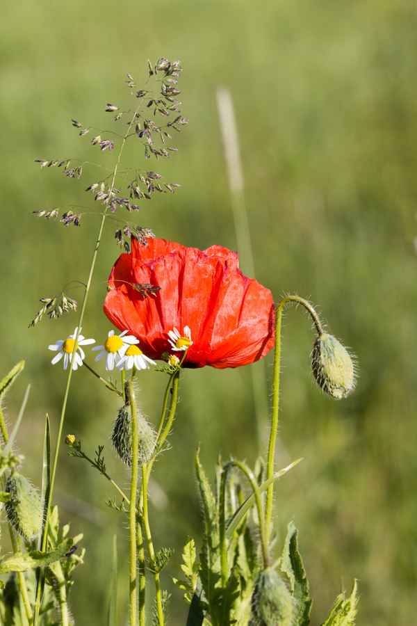 Klatschmohn