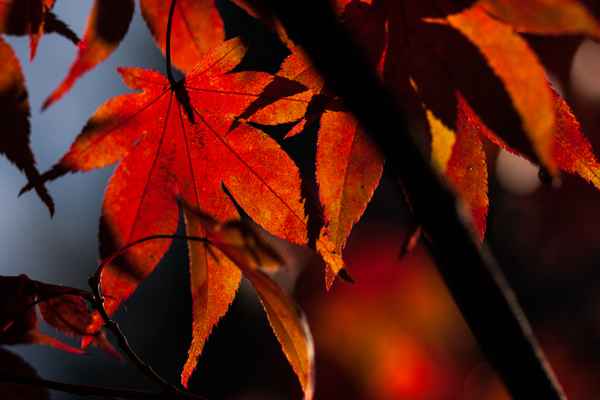 Herbstblatt
