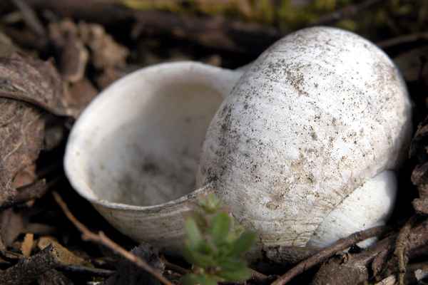 leeres Schneckenhaus