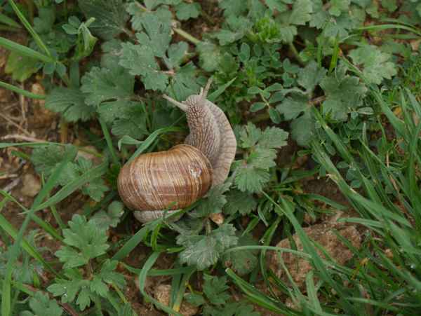 Weinbergschnecke