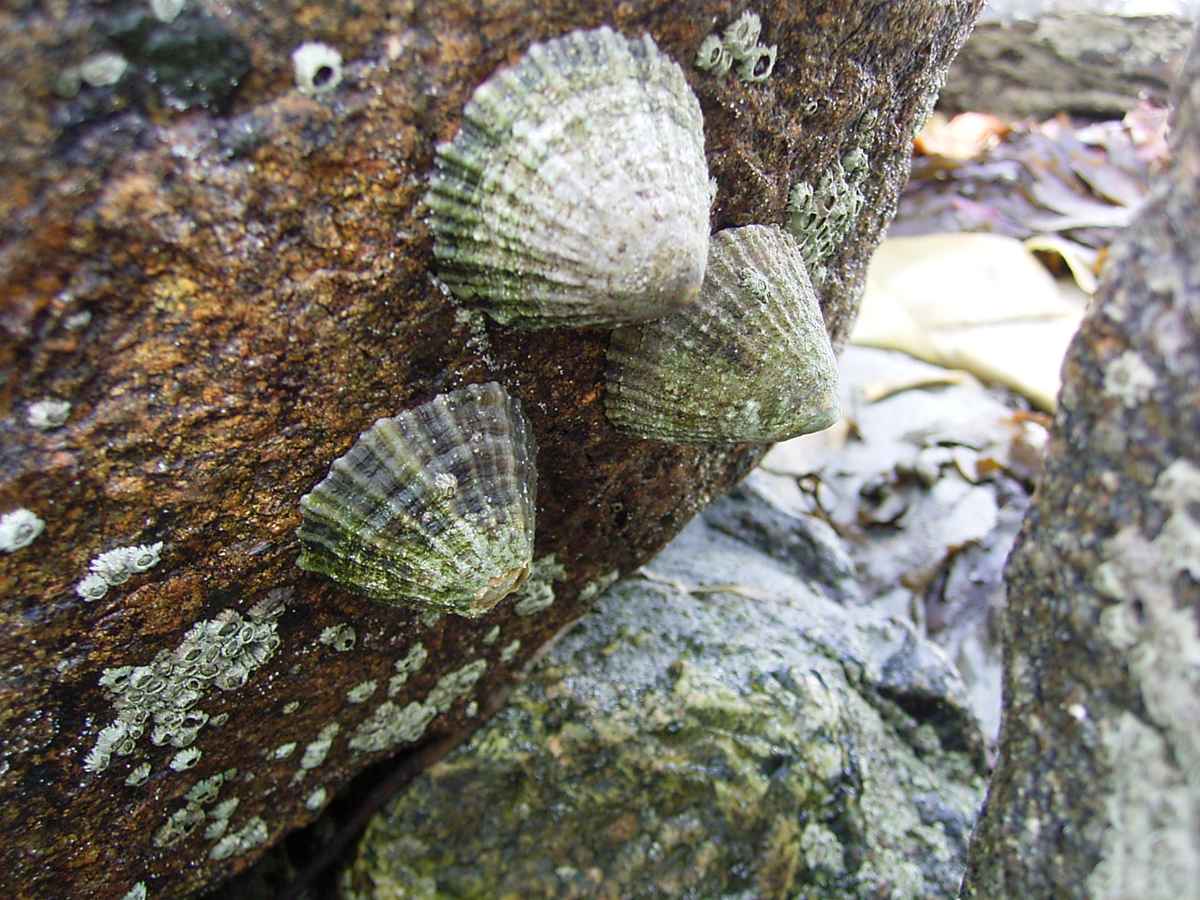 Muscheln