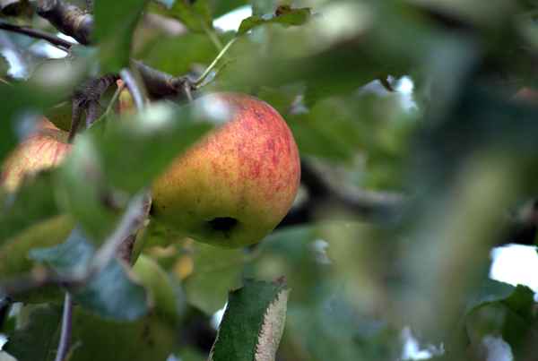 Äpfel am Baum