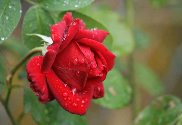 red rose in the rain