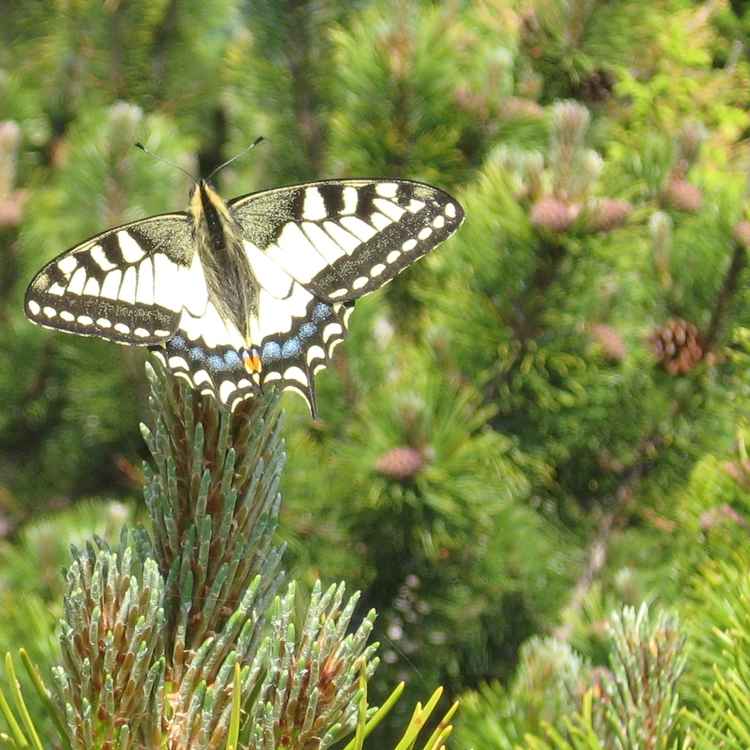 Wer ist der Schönste im ganzen Land?